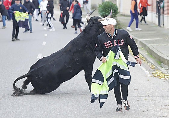 Un corredor realiza un quiebro a uno de los toros en una calle de Pollos.