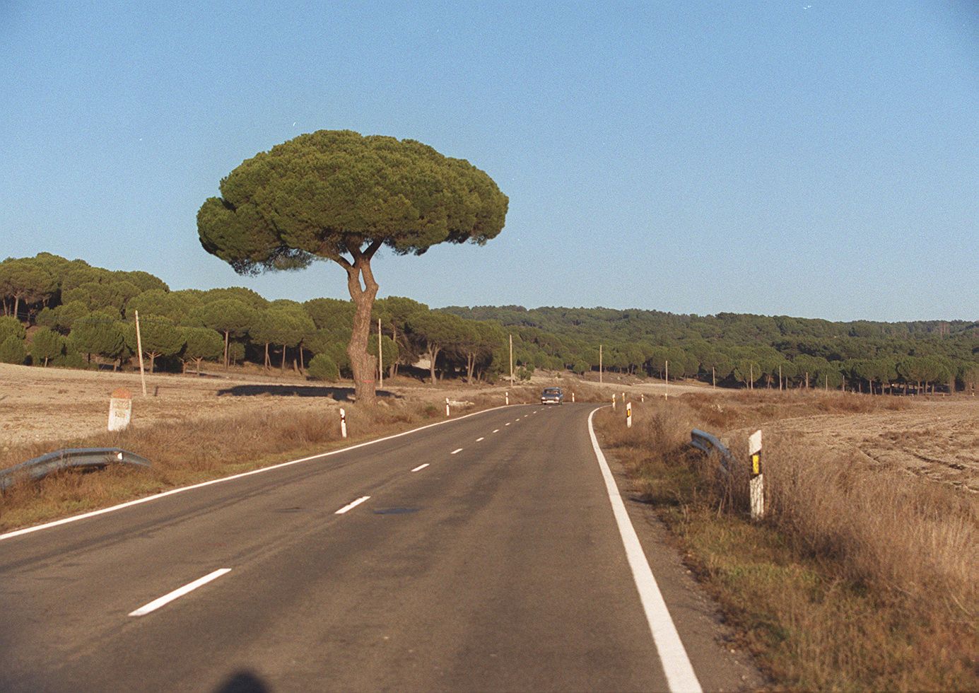 Pino gordo en la carretera CL-601 (Valladolid-Segovia), entre Santiago del Arroyo y San Miguel del Arroyo. 30 de enero de 2000.