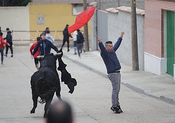 Imágenes del encierro celebrado este domingo en la localidad vallisoletana de Pollos por la festividad de San Nicolás