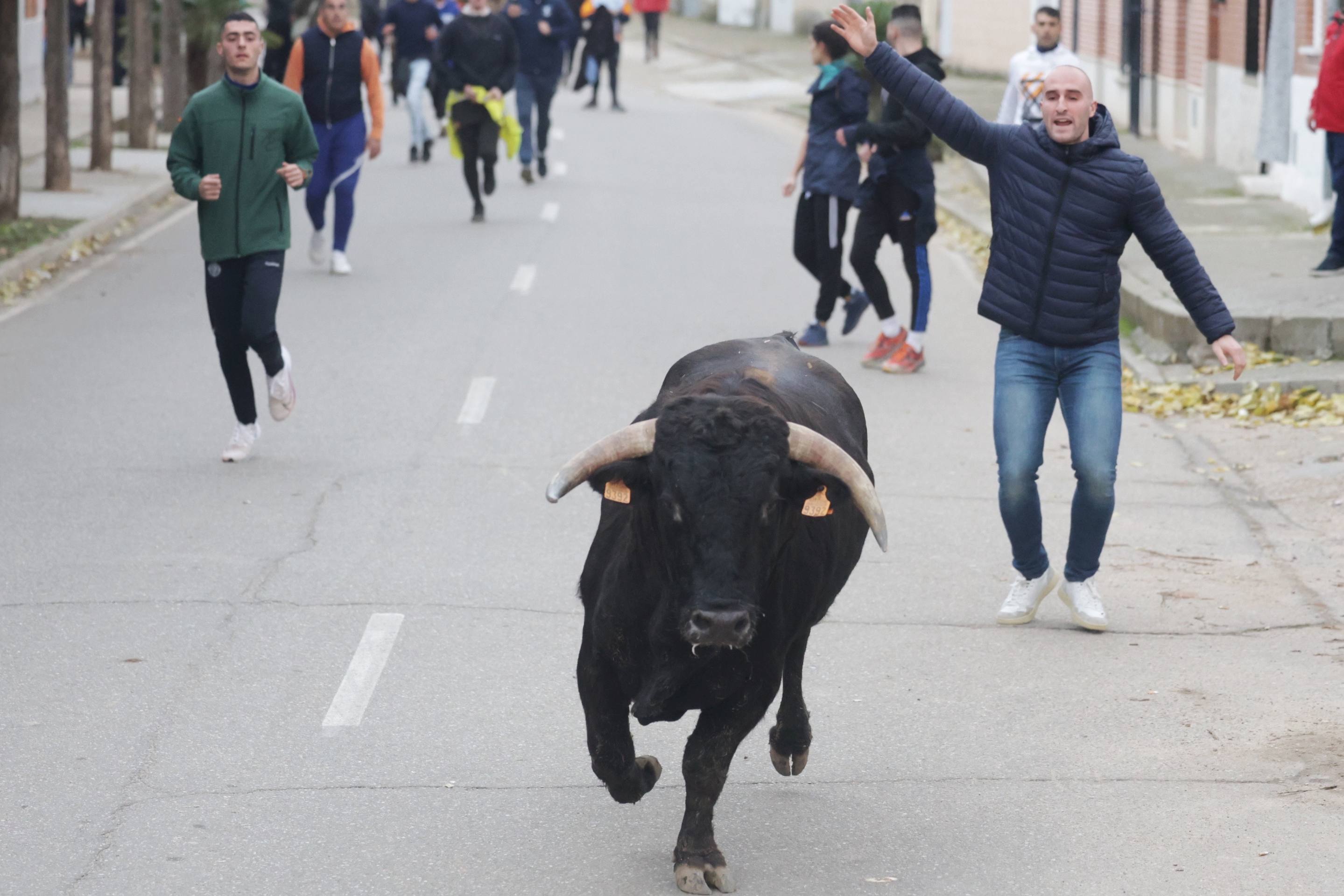 El encierro en Pollos, en imágenes