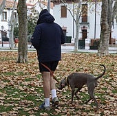 La ordenanza de mascotas prohibirá alimentar animales en la calle y obligará a limpiar la orina