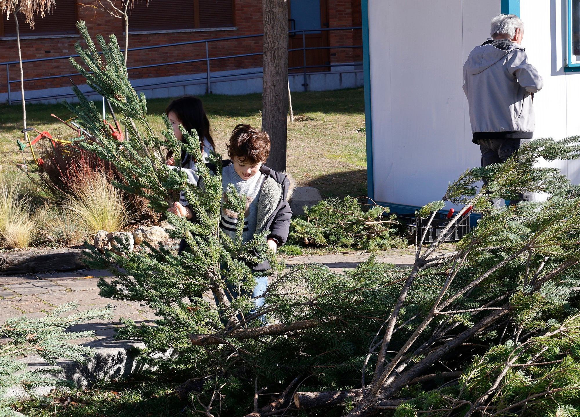 Vuelve el tradicional mercado de abetos de Palencia