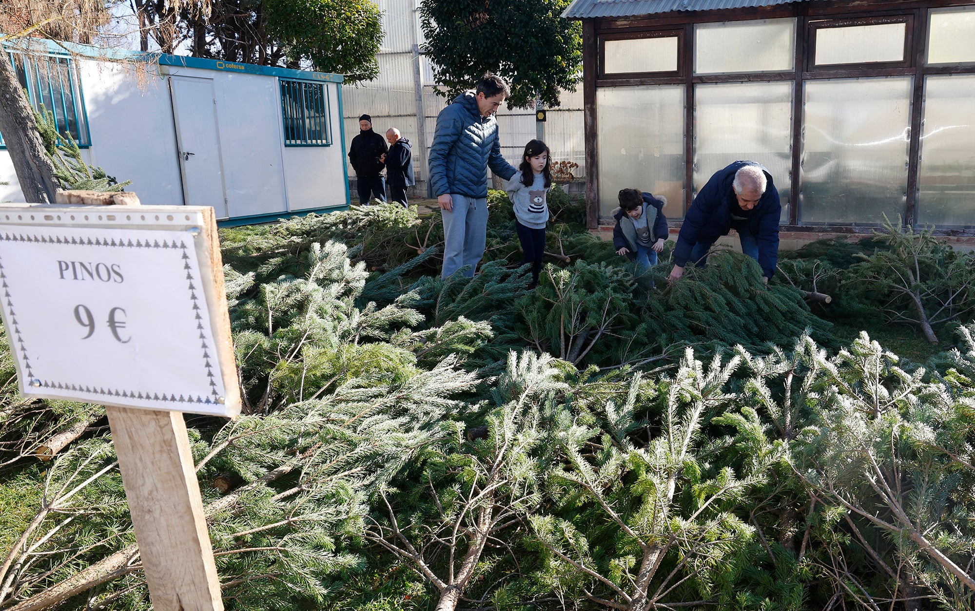 Vuelve el tradicional mercado de abetos de Palencia