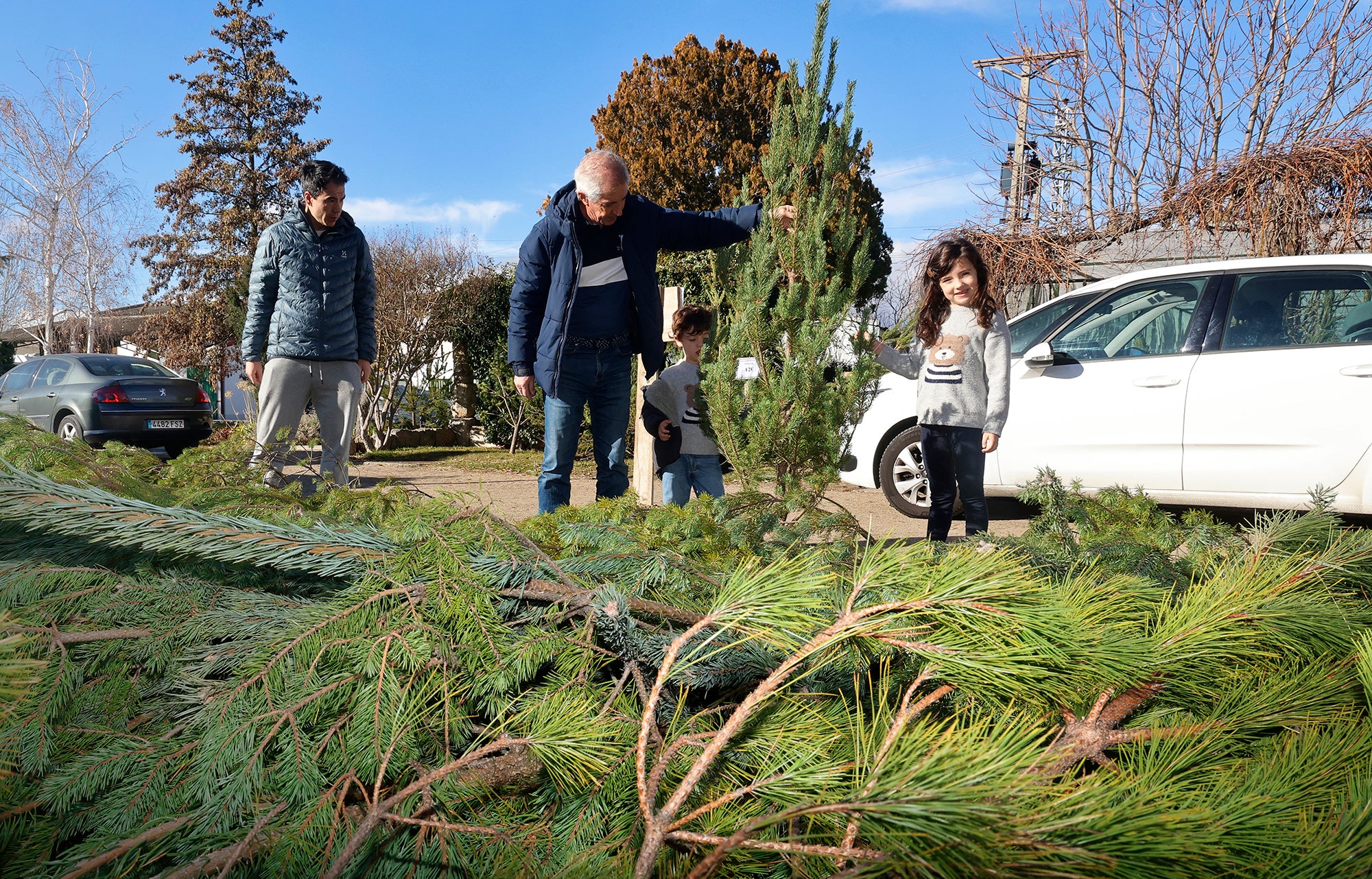 Vuelve el tradicional mercado de abetos de Palencia