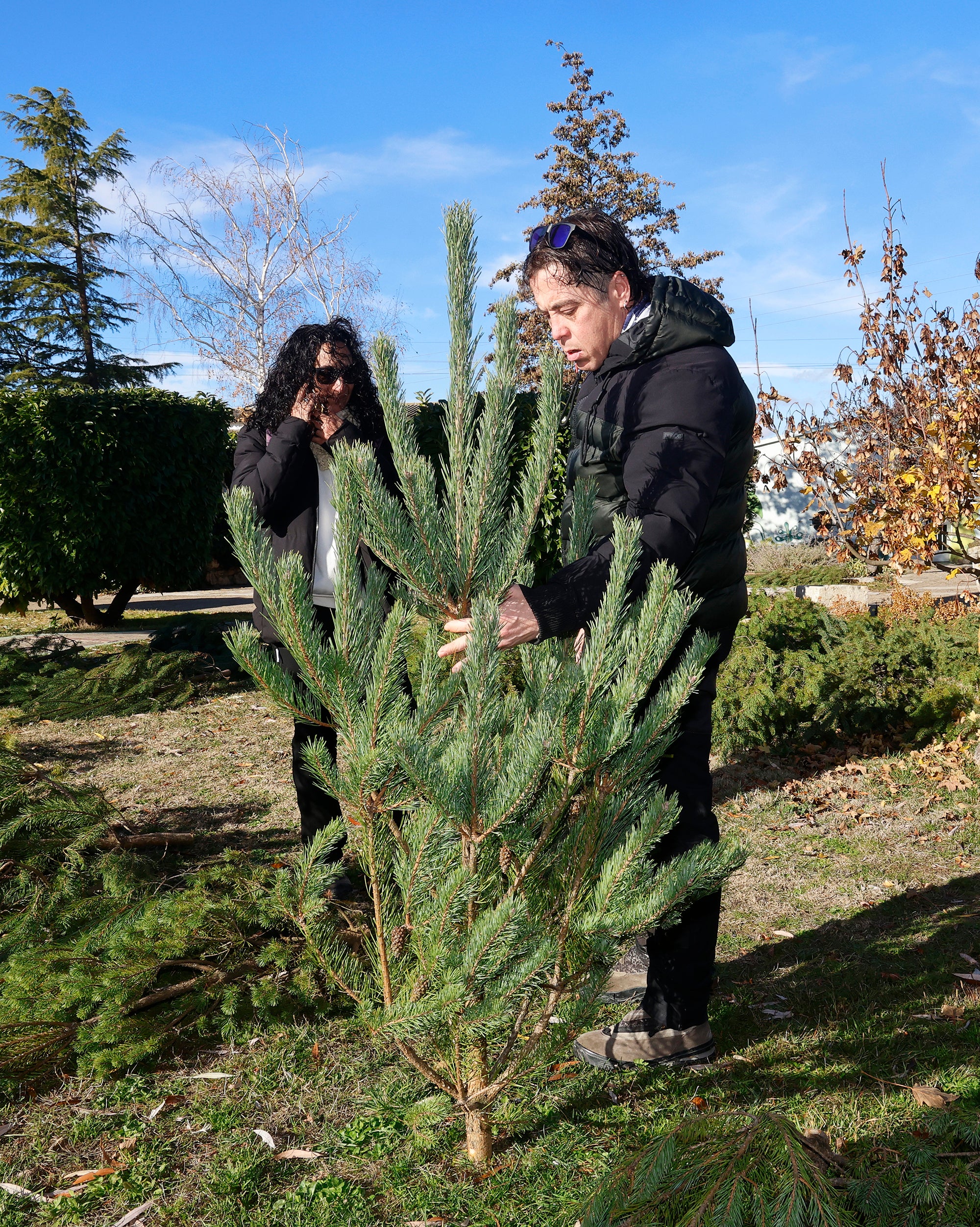 Vuelve el tradicional mercado de abetos de Palencia