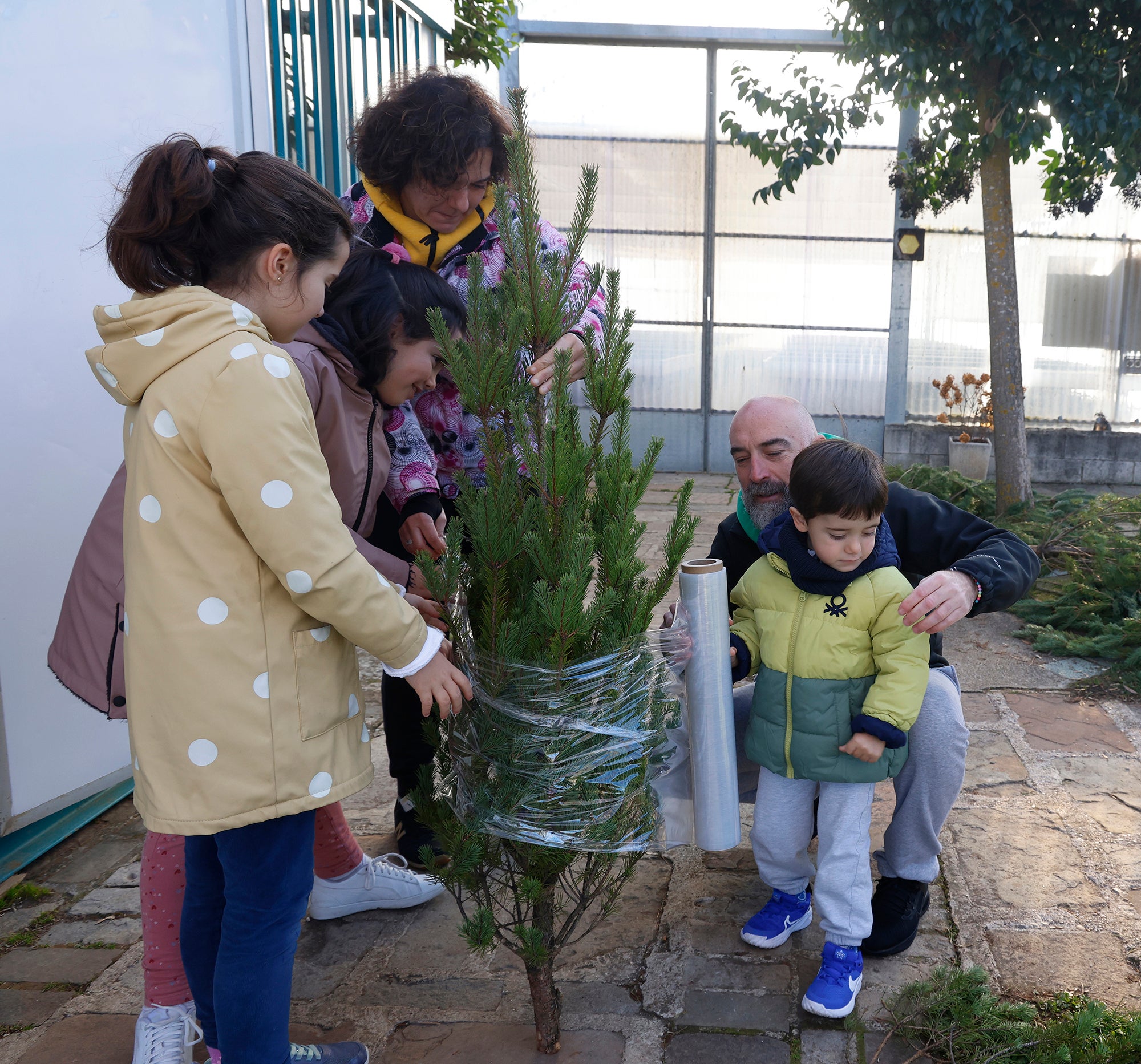 Vuelve el tradicional mercado de abetos de Palencia