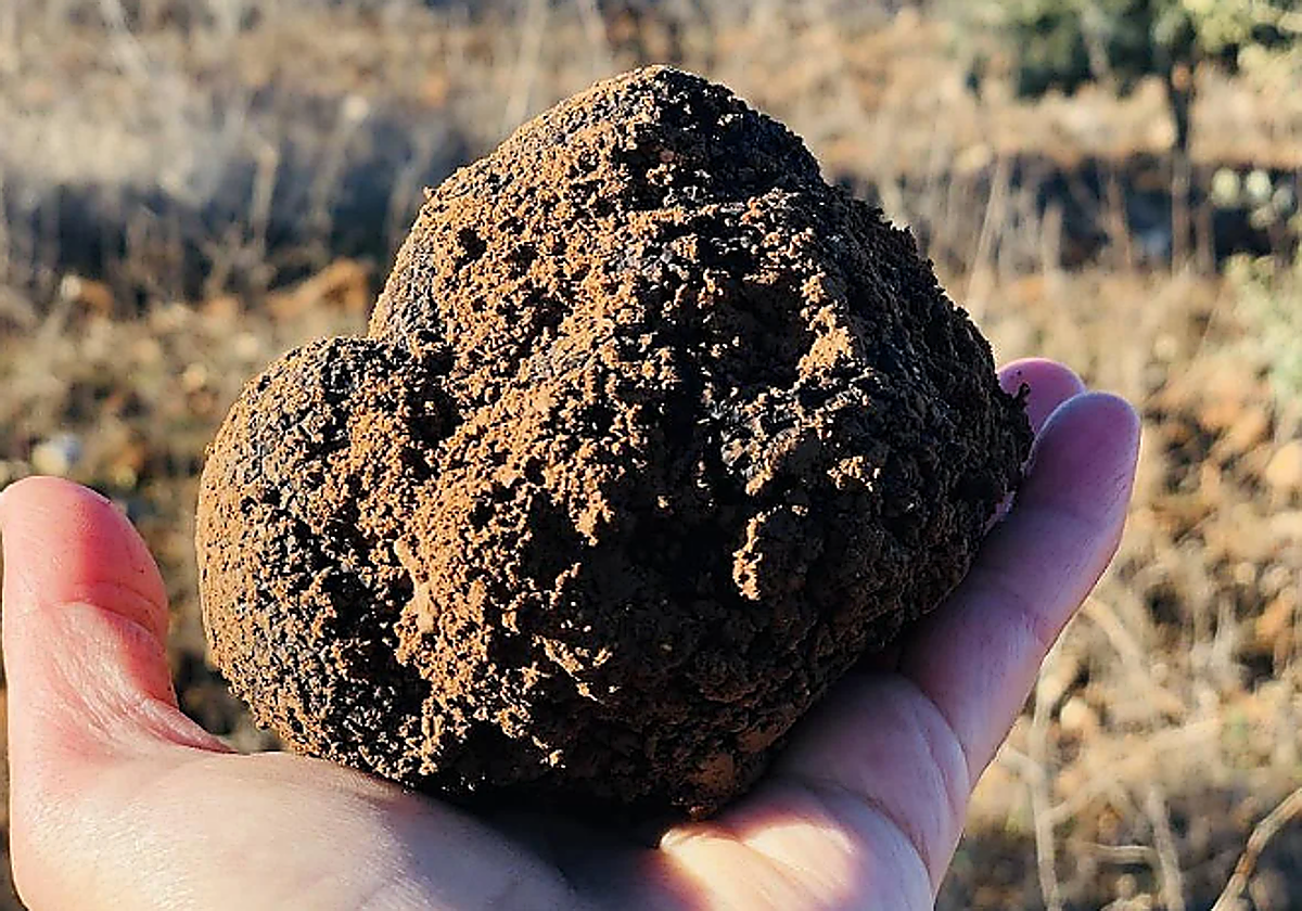 Una trufa negra encontrada en el Cerrato, en una imagen de archivo.