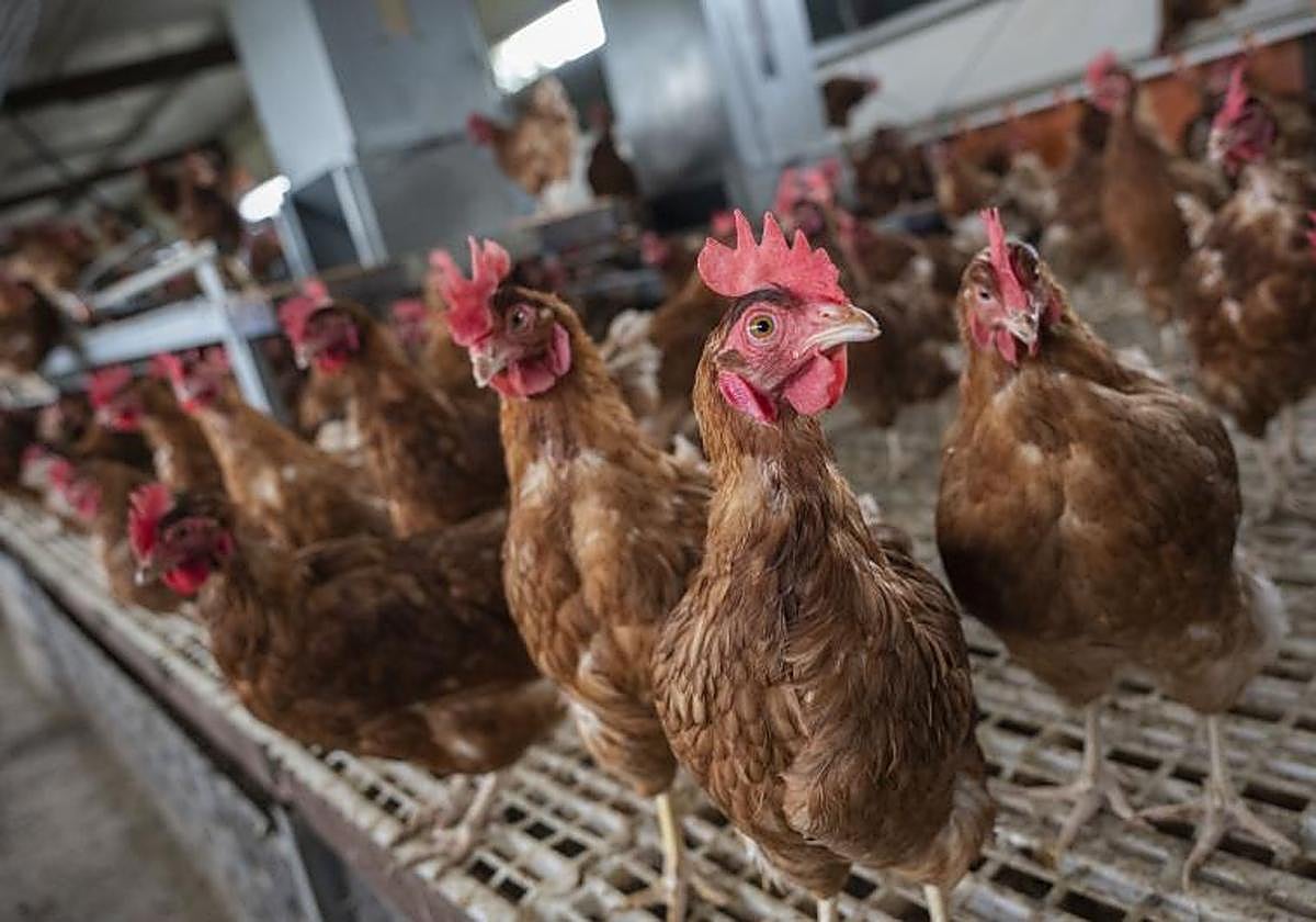 La Junta retira las medidas de control para las zonas de vigilancia y protección contra la gripe aviar