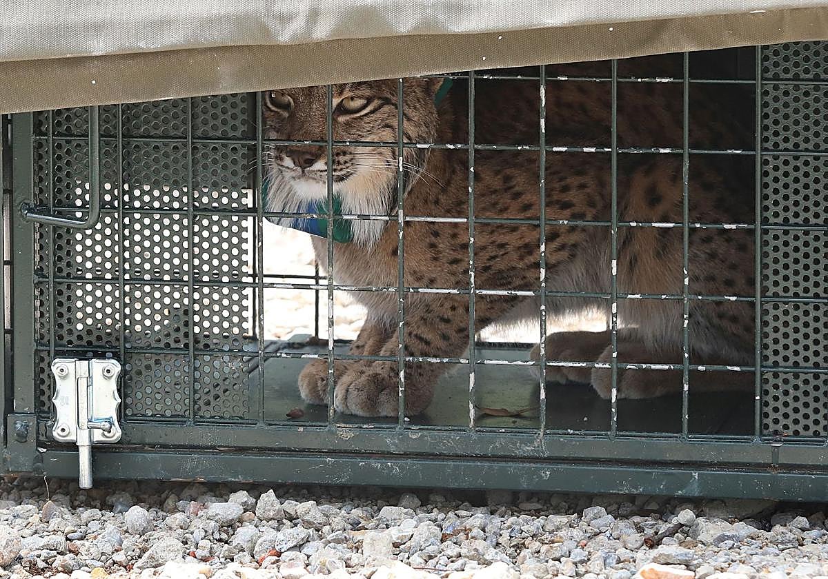 'Venadillo', ejemplar de lince ibérico que fue soltado en Astudillo en junio de este año.