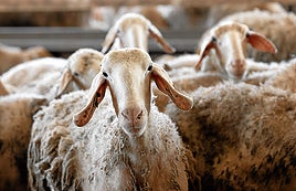 El Itacyl trabaja en un grupo europeo para mejorar la eficiencia del ovino de leche