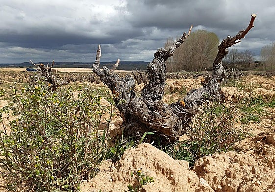 Viñedo centenario de pie franco en la Ribera del Duero soriana.