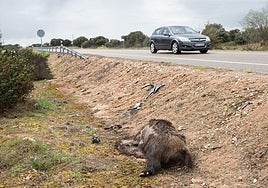 Jabalí muerto junto a la carretera CL-527.