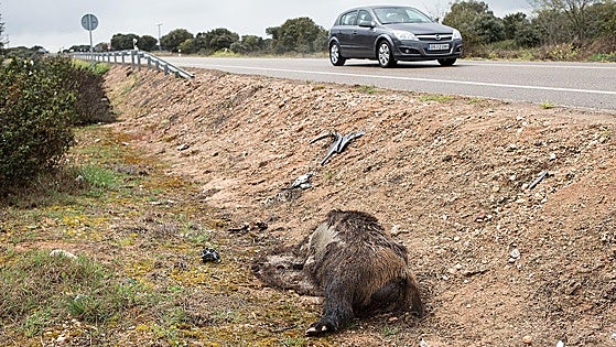 Castilla León analiza 3.000 muestras a jabalíes muertos sospechosos de peste porcina, con resultado negativo