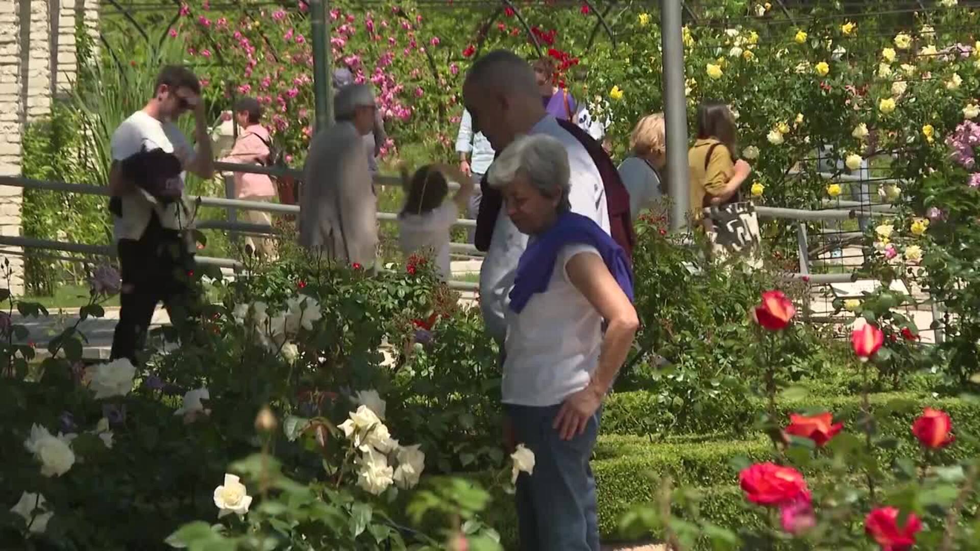 Madrileños votan su flor favorita en el 69 concurso internacional de rosas del Parque del Oeste
