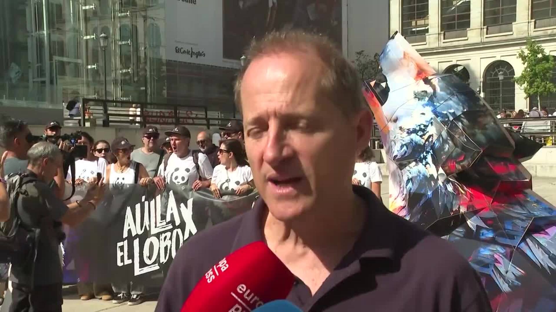 WWF alerta de la "delicada situación" del lobo y pide que sea una especie protegida