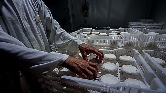 La producción de leche de cabra baja un 5%, con pérdida de censo ganadero