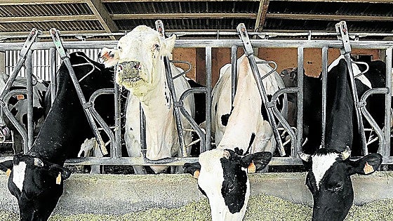 UCCL alerta de que muchas granjas de leche se encuentran en situación de alarma