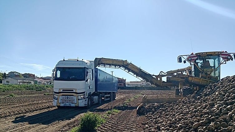 La remolacha alcanzará las 20.000 hectáreas y logra mantener la superficie