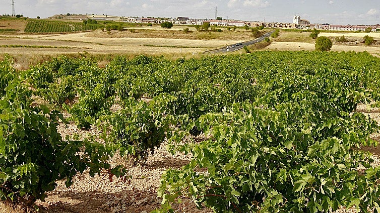 La Ruta Cigales y el Ayuntamiento de Santovenia organizan la Fiesta de la Primavera