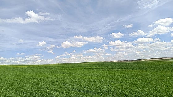 Las últimas lluvias dan un impulso al cereal, que afronta con mayor optimismo la producción