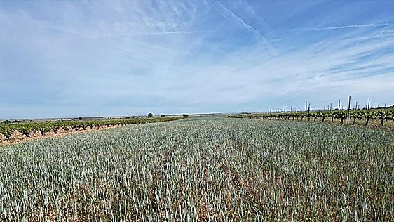 Las tormentas de pedrisco de abril y mayo dañan más de 10.000 hectáreas de cultivos en la región