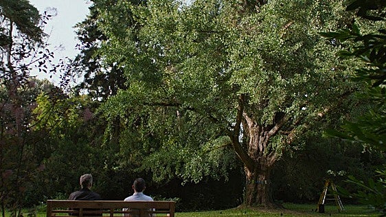 Ginkgo biloba