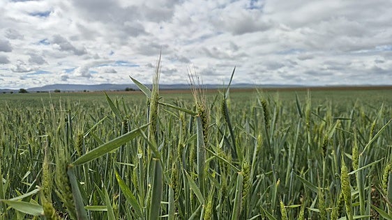 UCCL anuncia una campaña de cereales de «gran incertidumbre» con costes de producción por encima del 30%