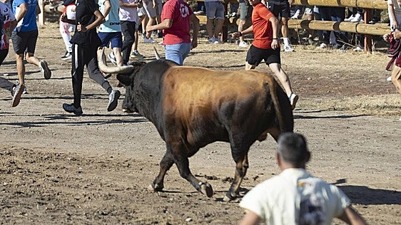 Las mejores imágenes del Toro de la Vega 2026