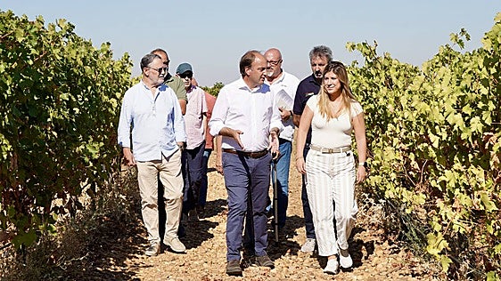 La Junta avisa de que controlará de oficio la compra de uva de Rueda por debajo de los costes de producción