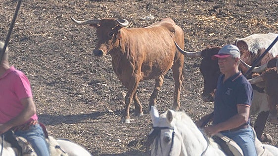 El encierro campero de Fuensaldaña, en imágenes