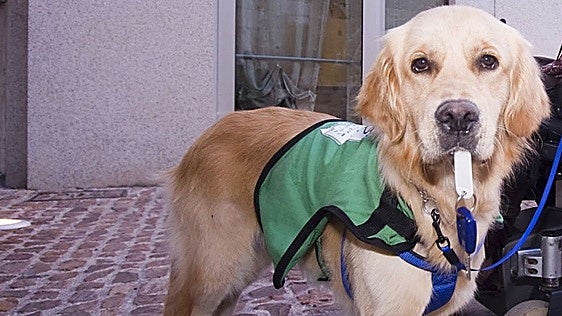 Perros de asistencia para los enfermos de Alzheimer
