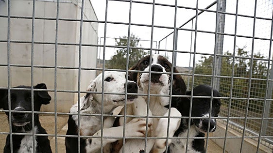 El Ayuntamiento desbloquea la renovación del convenio para la gestión de la Protectora de Animales
