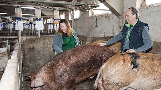 El sector porcino apela al diálogo con las bodegas para garantizar la convivencia