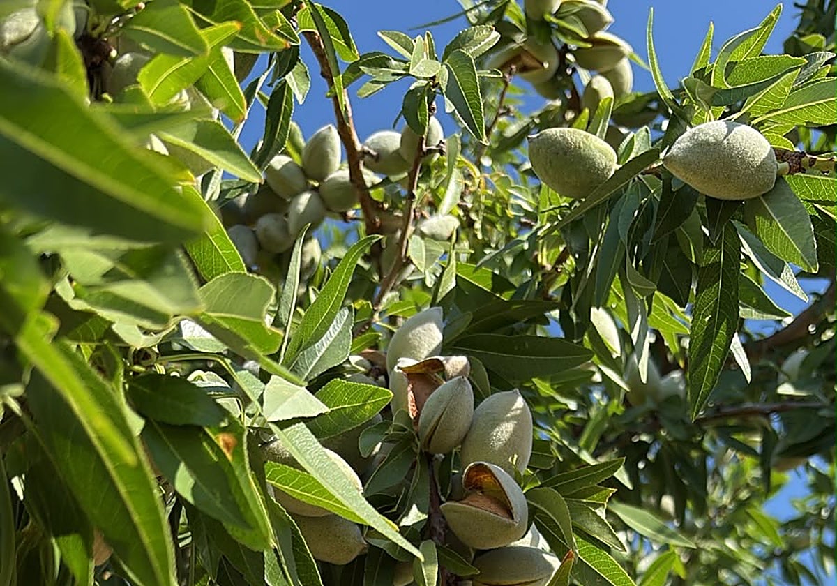 Estado actual de un almendro situado en Nava del Rey.