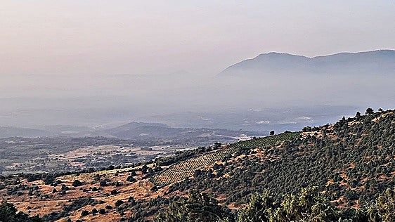 Cebreros arranca la vendimia con un 40% de la viña afectada por el fuego