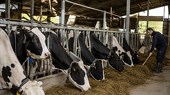 17 explotaciones de vacuno de leche han cerrado durante 2026