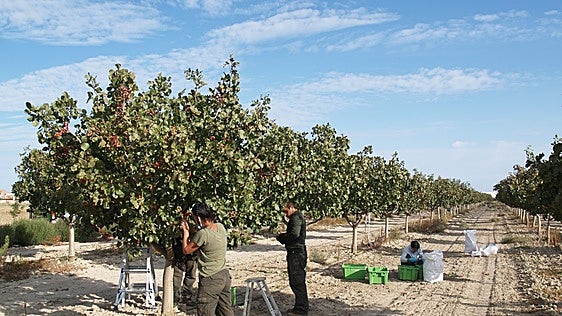 La cosecha de pistacho se adelanta y se recogerá en quince días