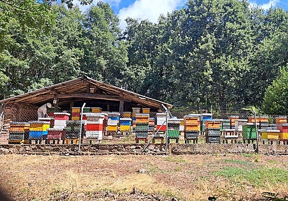 Los apicultores piden 20 euros por colmena por el abejaruco