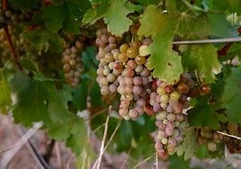 Agroseguro paga 8,7 millones en indemnizaciones a viticultores de Castilla y León