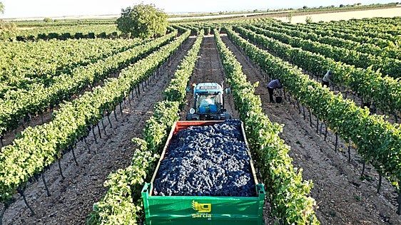 El estudio de costes de la uva en Ribera fija un precio medio de 0,79 euros