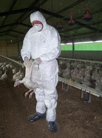El Gobierno francés confirma que los pavos muertos en una granja tenían gripe aviar