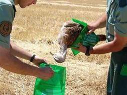 Recogida del cadáver de una avutarda, especie protegida, electrocutada en un tendido eléctrico. /ARCHIVO