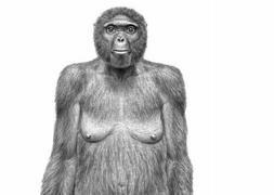 'Ardi' la abuela de "Lucy"