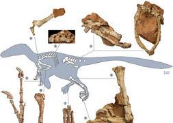 Hallan en Rumanía a un 'primo' del velocirráptor que vivió en el Cretácico Superior