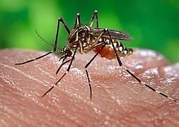 ¿Cómo sería un mundo sin mosquitos?