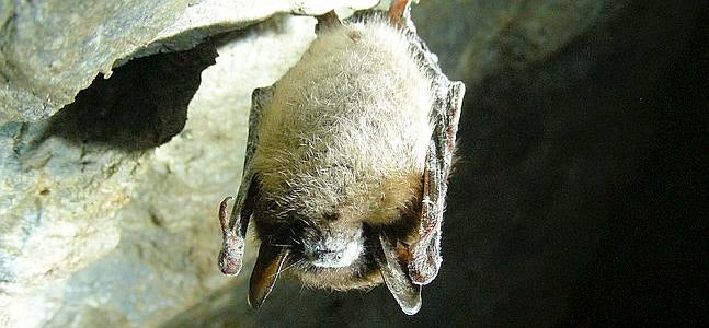 Por la nariz muere el murciélago