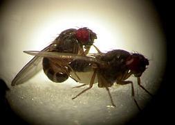 Dos ejemplares de mosca drosophila. / Archivo