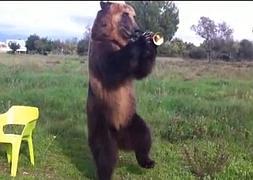 El oso, Tima toca la trompeta para deleite de su amo. / Youtube