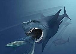 Ilustración de un megalodón persiguiendo dos ballenas. / Wikimediacommon