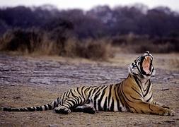 Un tigre salvaje provoca el caos en una ciudad de la India
